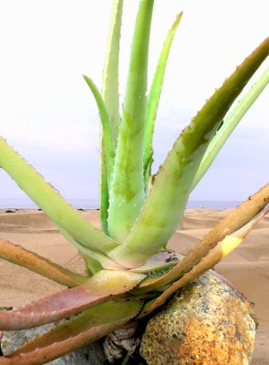 Aloe Vera in Anti Ageing Cremes