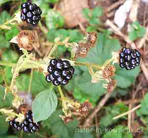 Brombeeren sind reich an Antioxidantien