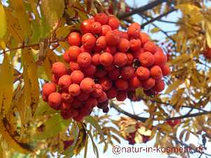 Eberesche, Vogelbeeren Nahrung und Heilmittel