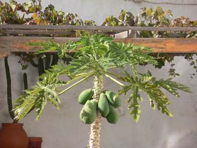 Papaya Wirkung