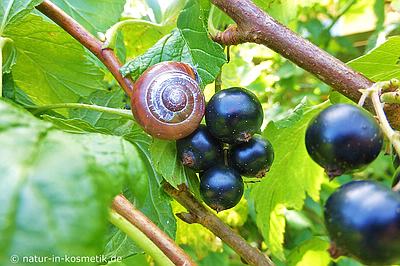 Johannisbeeren sind gesund