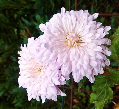 Chrysanthemen in vielvltigen Formen haben die ganze Welt erobert