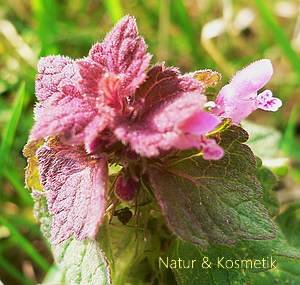 Wildkraeuter Heilpflanzen